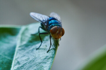 fly on a green leaf