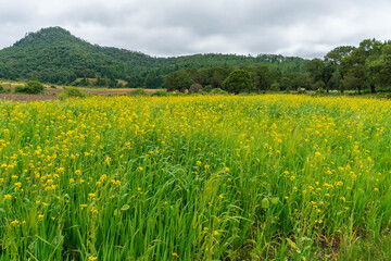 Field of wheat spring sunny day horizontal scenic view 