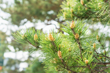 Closeup of pine trees grow in the garden
