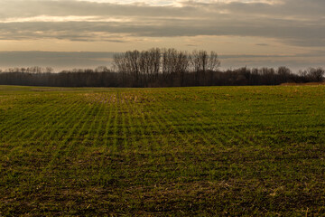 Fototapeta na wymiar autumn november sunset in the field