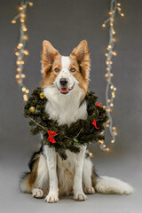 dog christmas wreath