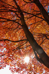 autumn leaves in the sky - 394866370