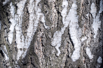 Birch bark texture