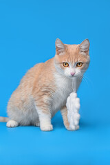 Fototapeta na wymiar red white cat on a blue background
