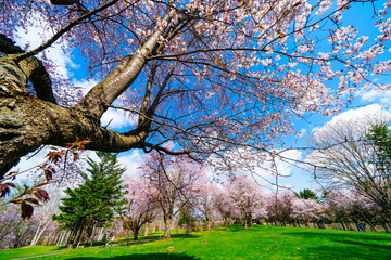 北海道の桜