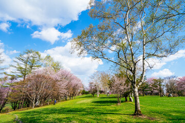 Fototapeta na wymiar 北海道の桜