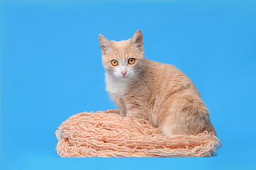 Fototapeta na wymiar red white cat on a blue background