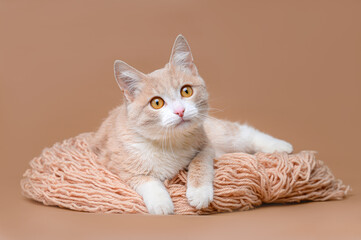 ginger cat on a beige background