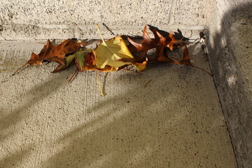 Fallen leaves gathered in the corner of the stairs