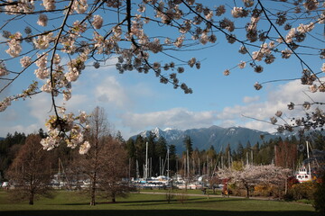 View of Vancouver Stanley Park with colorful cherry blossom and snow mountain under blue sky  during Springtime at entry of Stanley Park in Vancouver,  British Columbia,  Canada.