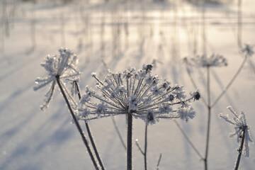 Branches in hoarfrost and snow in the winter. Winter bright background.