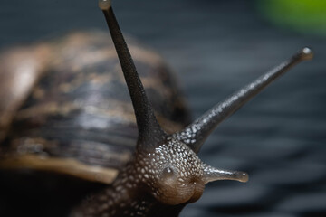 primer plano macro de caracol terrestre sobre mesa de metal en jardín y hoja verde cordoba argentina 