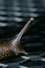 primer plano macro de caracol terrestre sobre mesa de metal en jardín y hoja verde cordoba argentina 