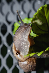 primer plano macro de caracol terrestre sobre mesa de metal en jardín y hoja verde cordoba argentina 