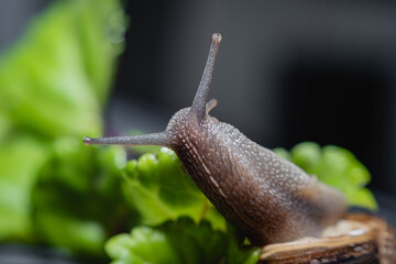 primer plano macro de caracol terrestre sobre mesa de metal en jardín y hoja verde cordoba argentina 