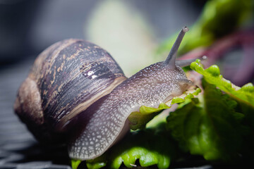 primer plano macro de caracol terrestre sobre mesa de metal en jardín y hoja verde cordoba argentina 