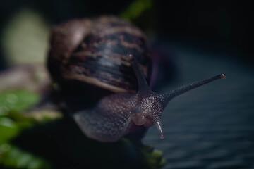 primer plano macro de caracol terrestre sobre mesa de metal en jardín y hoja verde cordoba argentina 