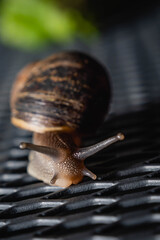 primer plano macro de caracol terrestre sobre mesa de metal en jardín y hoja verde cordoba argentina 
