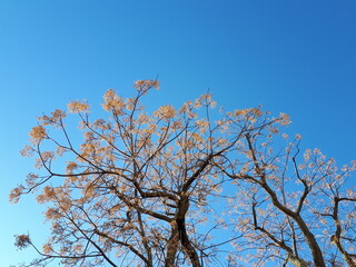 Tree flowers, blue sky, background, abstraction, nature