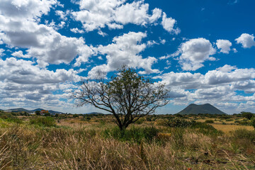 Obraz premium Tree in the desert landscape with blue cloudy sky