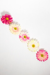 gerbera flowers multicolored on white background with place for text