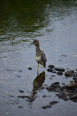 河原に立つホシゴイ