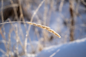 Frozen branches of a bush are covered with frost against the background of a field covered with snow. It's cold in winter. Twigs covered with ice crystals