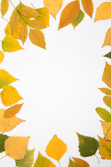  autumn flatlay of leaves on white background with place for text