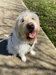 happy dog on a walk