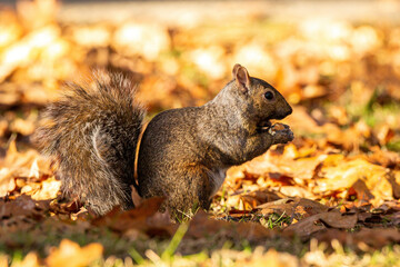 Naklejka na ściany i meble side portrait of a cute chubby grey squirrel sitting on orange leaves filled ground on a sunny day in the park eating a small piece of nut holding on its paws