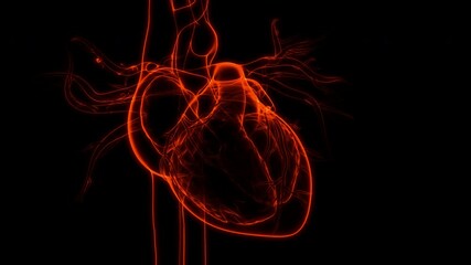 Human Circulatory System heart Beat Anatomy Animation Concept