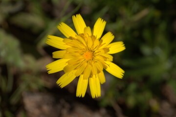 Orange flower with zenith sunlight found on a hill