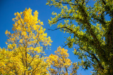Summer on Right, Autumn on Left