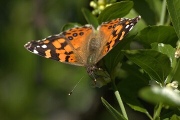 Striking and colorful butterfly pollinating hill flowers, with details of lights and color contrasts