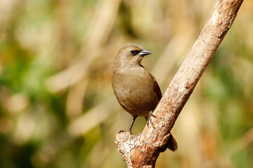 Shiny female cowbird, Molothus sp., on a branch. Typical bird of the urban and peri-urban environments of Argentina.