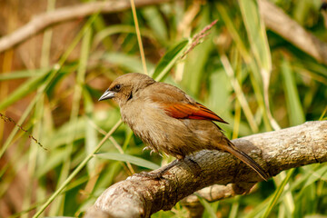 Bay-winged cowbird, Molothrus badius, perched on a branch while eating. Typical bird of Argentina