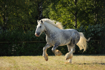 Obraz premium Persheron heavy draft horse galloping on a summer meadow