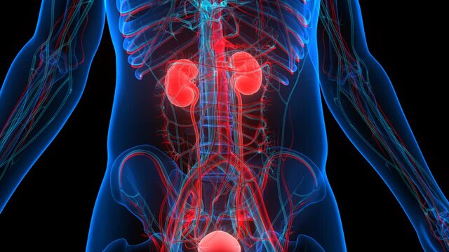 Human Urinary System Kidneys with Bladder Anatomy Animation Concept