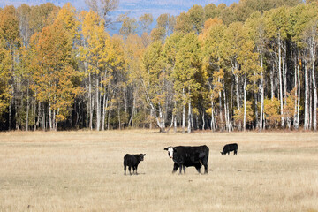 Cows enjoying the grasses in the Pacific Northwest farmers fields 