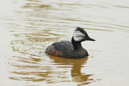 Beautiful male of White-tufted grebe swimming in a lagoon in Buenos Aires, Argentina.