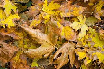 Falling leaves on the ground in autumn time; maple leaf