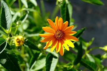 yellow flower in the garden