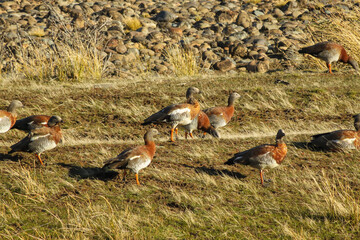 Flock of Royal Cauquenes, Cauquen Real or Goose, is from family of ducks. They can be seen in the grasslands and lakes throughout Patagonia and southern islands.