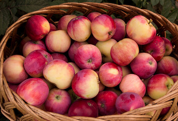 Fresh, ripe, delicious red apples as background
