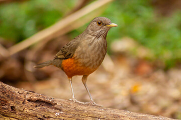 Red Thrush or Rufous-bellied Trush - Turdus rufiventris - on a branch looking for food. Buenos Aires, Argentina.