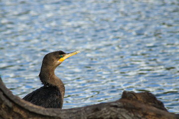 Bigua, Neotropical cormorant or Phalacocorax brasilianus perched on a branch before returning to the water to fish.