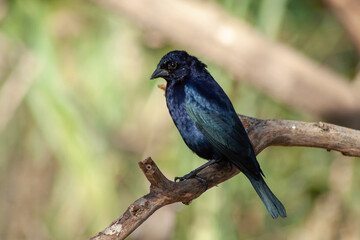 Shiny male cowbird, Molothus sp., on a branch. Typical bird of the urban and peri-urban environments of Argentina.