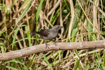 Shiny female cowbird, Molothus sp., on a branch. Typical bird of the urban and peri-urban environments of Argentina.