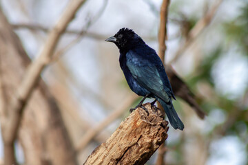 Shiny male cowbird, Molothus sp., on a branch. Typical bird of the urban and peri-urban environments of Argentina.