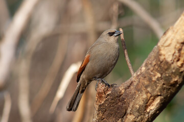 Bay-winged cowbird, Molothrus badius, perched on a branch while eating. Typical bird of Argentina